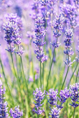 Vertical selective focus of lavender flowers in a field  perfect for backgrounds and wallpapers