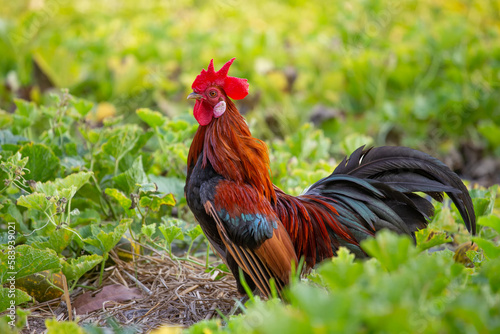 A male jungle fowl is foraging in the hillside farm where there is a fertile forest. © meepoohyaphoto