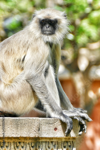 Close-up of Indian common gray langur photo