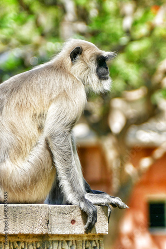 Close-up of Indian common gray langur photo