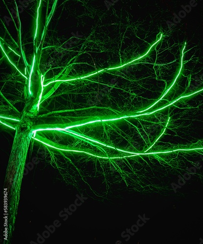 Illuminated Tree Branches On The Blenheim Christmas & Winter Lights