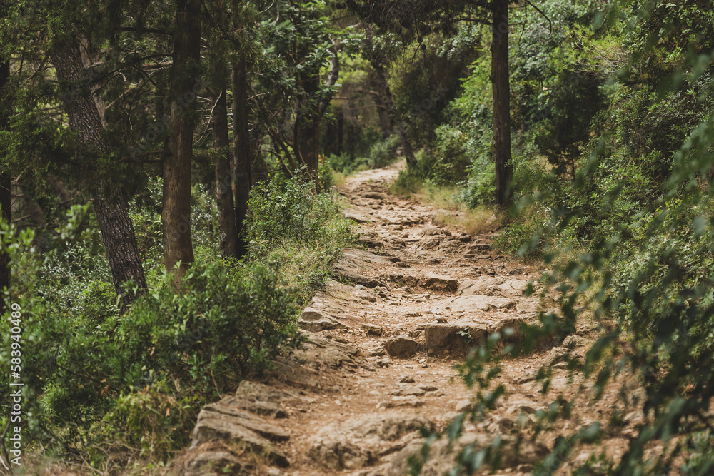 Stone Paved Path in the Pine Woods in Croatia Stone Paved Path in the Pine Woods in Croatia