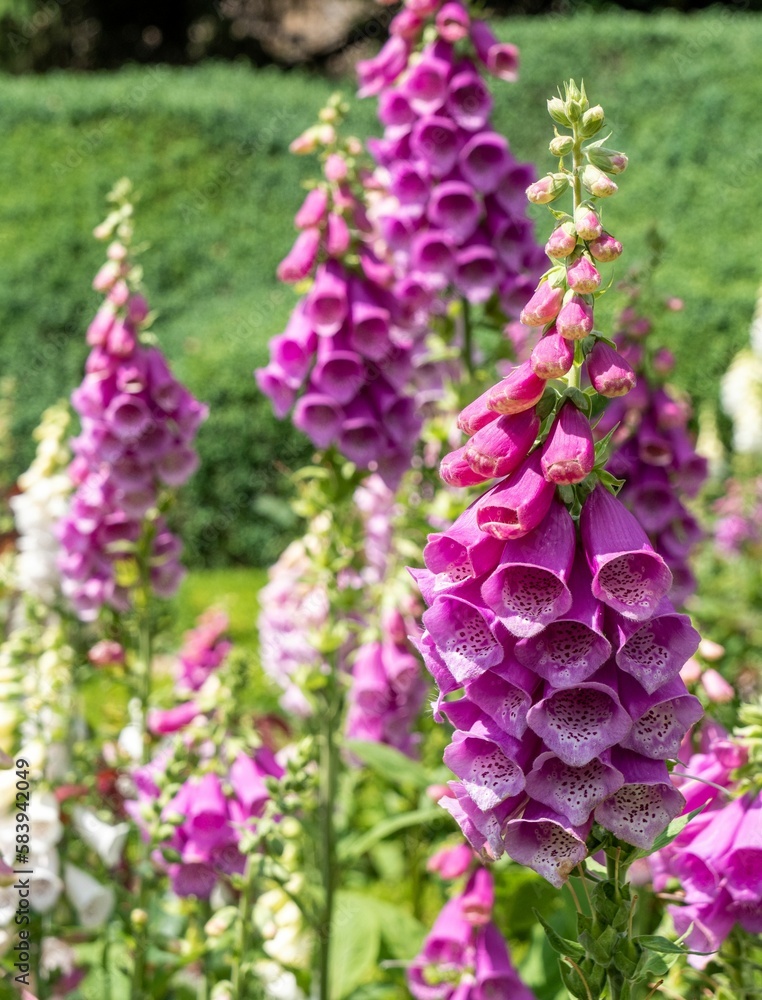 Vertical shot of a purple Foxgloves flower plant Vertical shot of a purple Foxgloves flower plant