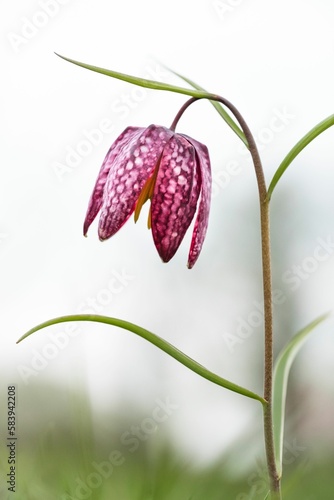 Vertical shot of a Snake's head flower plant on a field