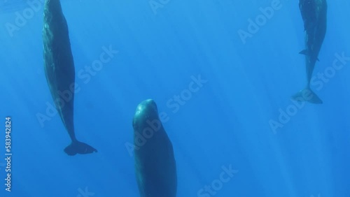 Group of sperm whales sleep vertically relative to water level. Sperm whales sleep in an upright position, just freezing in certain position. An amazing underwater sight. 4k format. photo