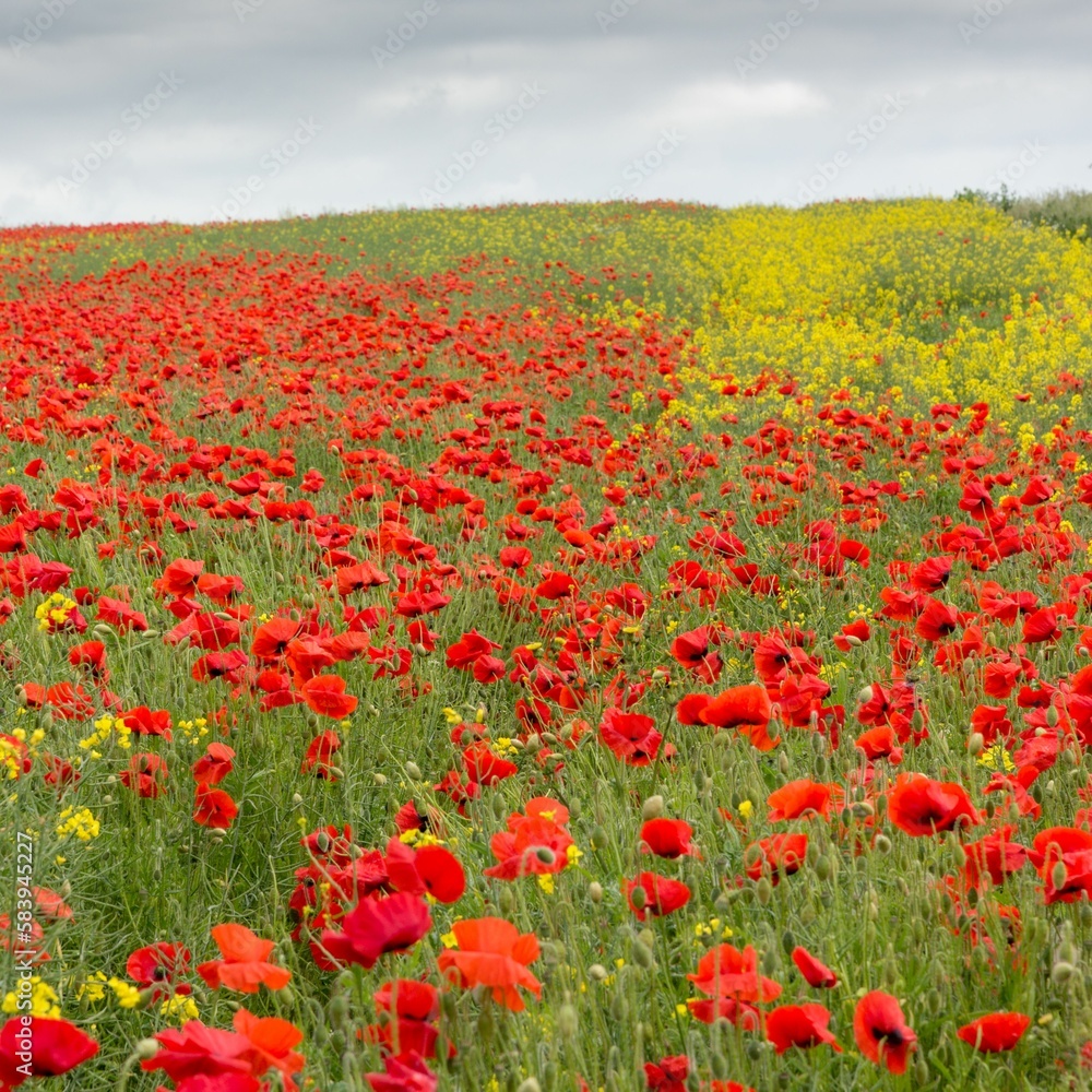 Scenic view of red poppy and yellow rape flower field at Watchfield in England