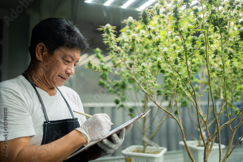 male scientists or farmer holding a folder in his hand to researching and store the data of the plant or CBD oil, cannabis leaves for analysis. Organic farming concept in the greenhouse