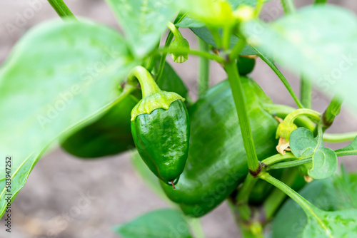 Sweet young green peppers grow on bush in vegetable garden. New harvest. Summer. Wet leaves after rain. Locally grown. Selective focus, defocus