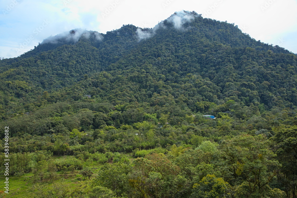 View of the forest from the teleferico in Mindo, Ecuador, South America
View of the forest from the teleferico in Mindo, Ecuador, South America