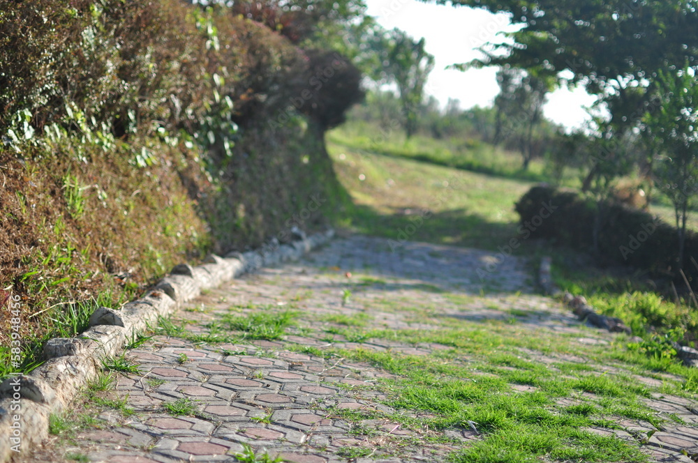 a brick path leading to a field with trees
a brick path leading to a field with trees