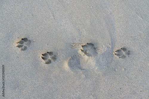 Closeup shot of dog paw prints on a sandy surface
