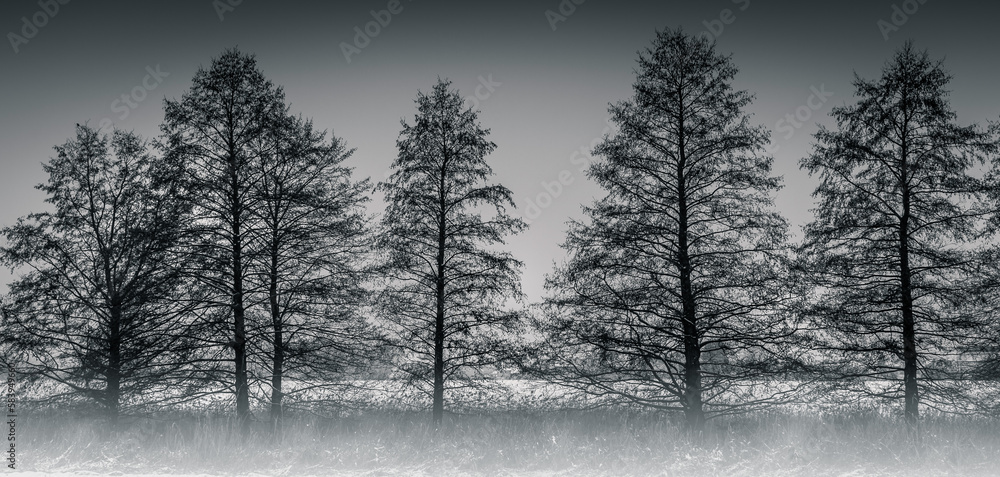 forest in winter forest in winter