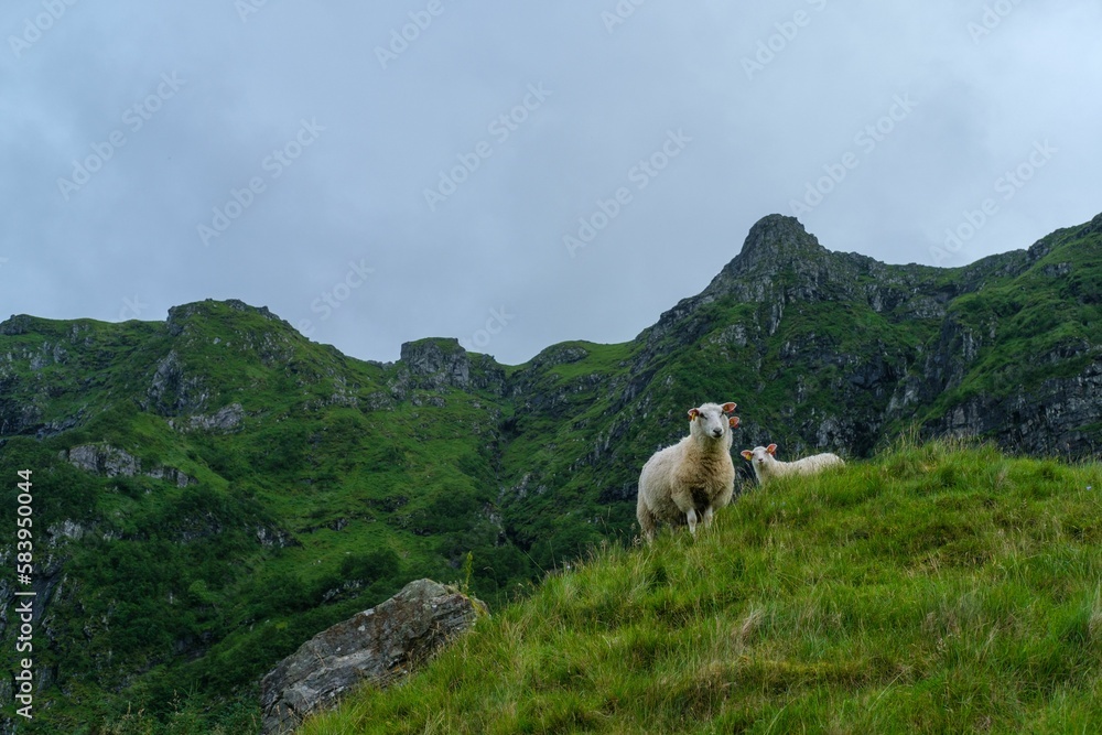 Closeup view of old Norwegian sheep on the mountain slope