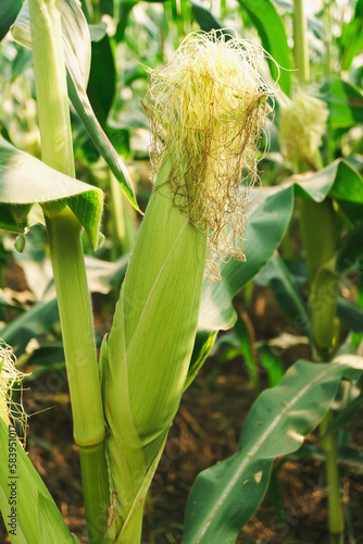 Green corn pods in the agricultural garden, Corn on the farm. Wheat grows up to the right size to cook for the health conscious.