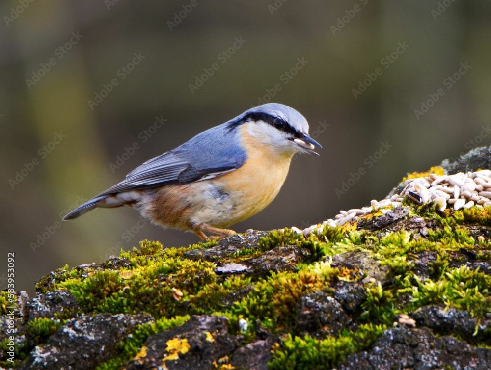 Eurasian nuthatch (Sitta europaea) eating seeds in a city park. Eurasian nuthatch (Sitta europaea) eating seeds in a city park.