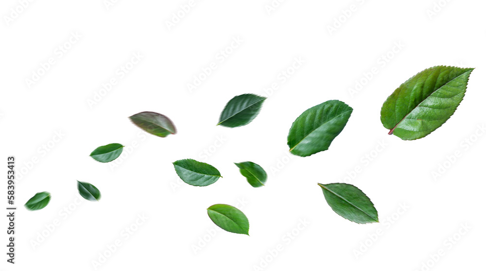 Green rose leaves flying in the air isolated on background. Green rose leaves flying in the air isolated on background.