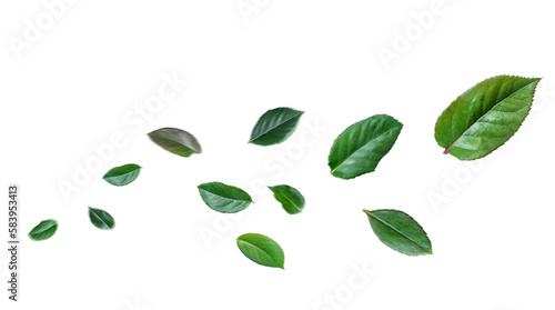 Green rose leaves flying in the air isolated on background. photo