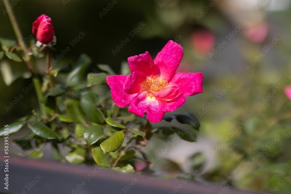 Closeup shot of a pink rose in a garden on a sunny day