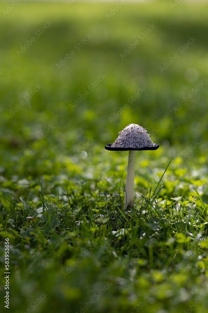 Vertical shot of a coprinus comatus fungus on a grass Vertical shot of a coprinus comatus fungus on a grass