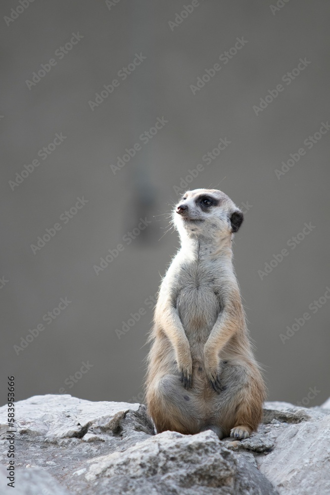 Fototapeta premium Vertical shot of a meerkat sitting on the rocks