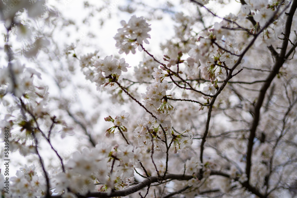 Cherry Blossom Sakura in Spring Cherry Blossom Sakura in Spring