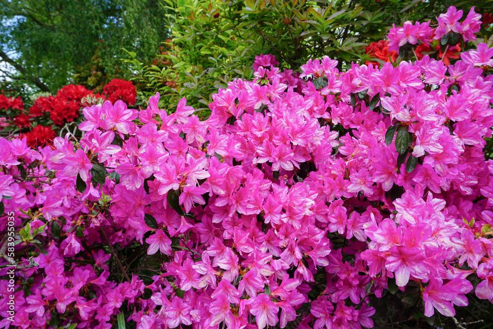 beautiful azalea flowers in bloom. vibrant colors of flowering azalea shrub in park gardens. fresh spring flowers
