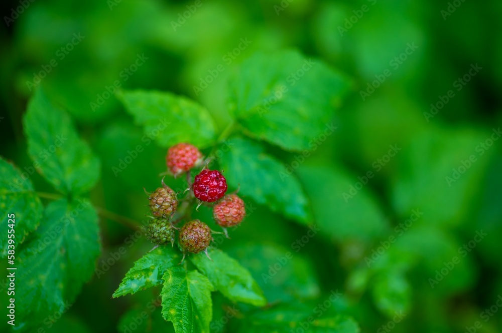 Closeup shot of Nilgiri Strawberry growing in the wild Closeup shot of Nilgiri Strawberry growing in the wild