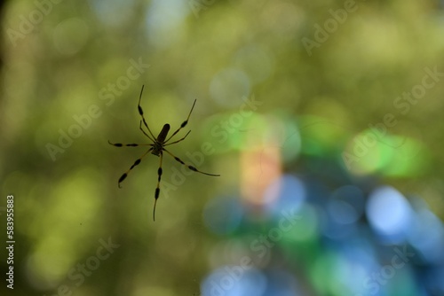 Closeup of creepy spider against blurred background with bokeh lights