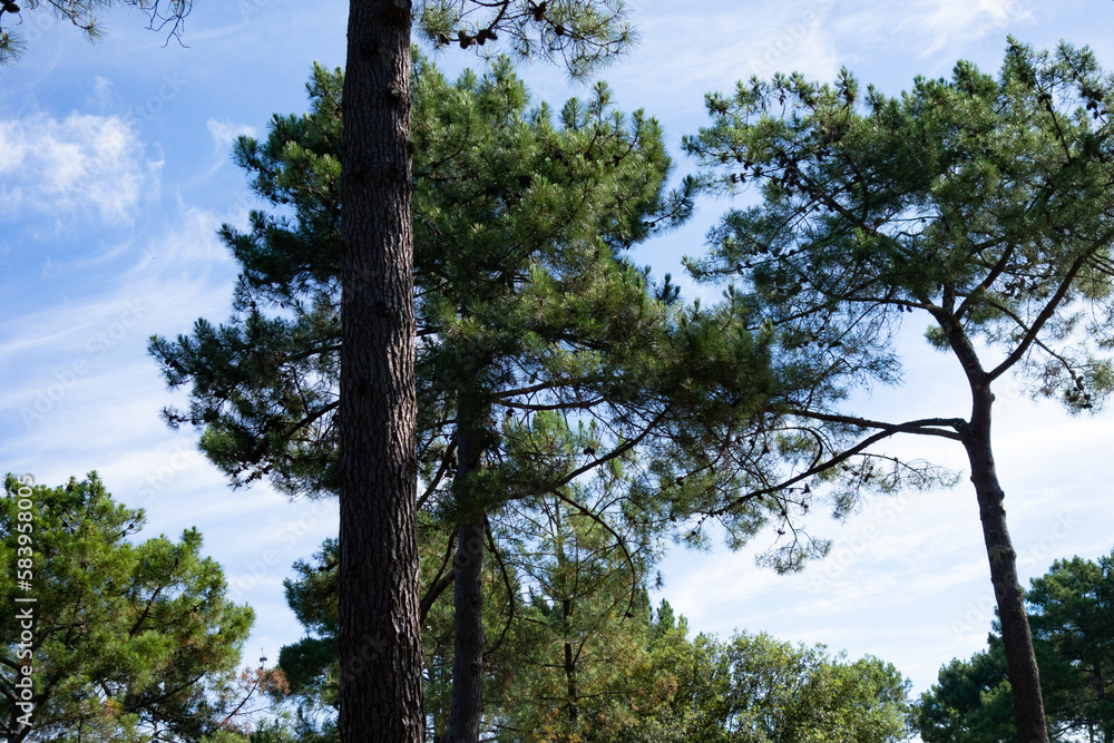 Fototapeta premium des pins maritimes face au ciel
