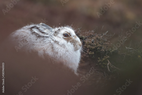 Mountain hare (Lepus timidus) rests on the hilltop, Perthshire, Scotland