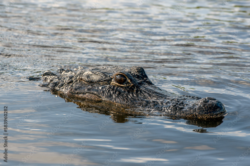 American alligator in the water in the Everglades,
Florida, United States. American alligator in the water in the Everglades,
Florida, United States.