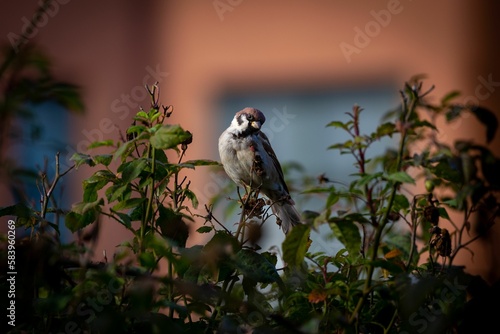 Closeup of a house sparrow perched in tree branches with a house blurred background