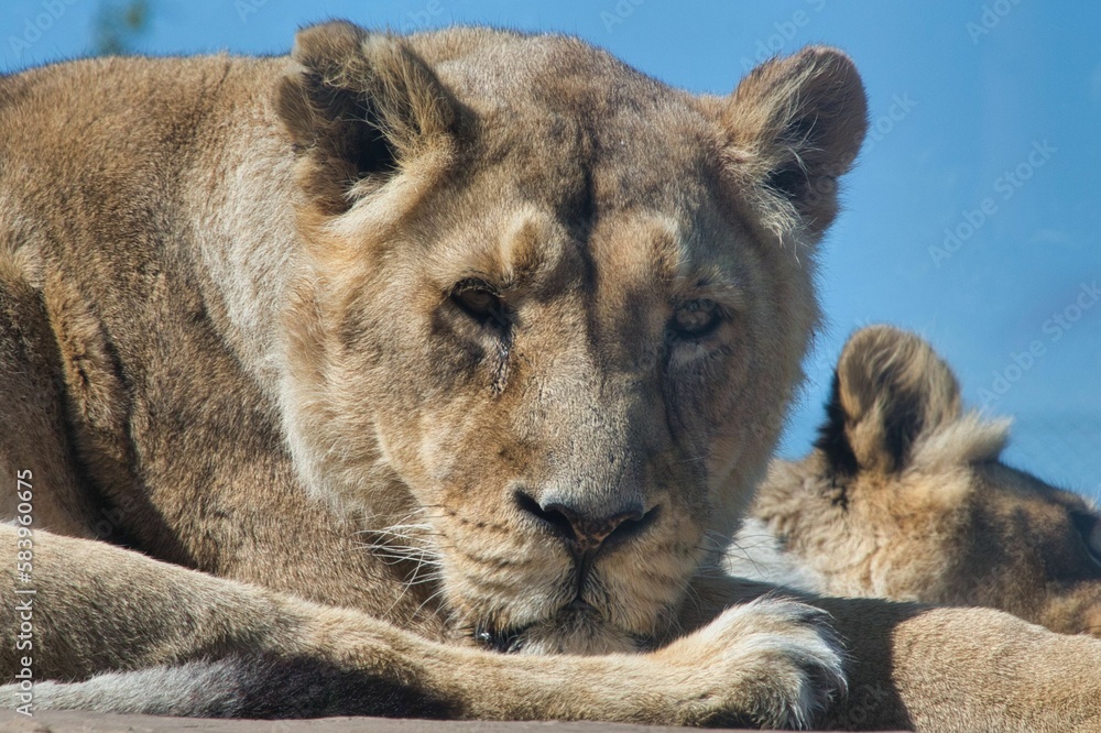 Naklejka premium Close up shot of a lying Asiatic lion's (Panthera leo persica) face with the sky in the background