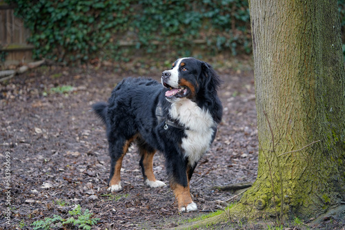 Bernese Mountain Dog standing under the tree, looking up 