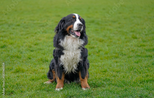 Bernese Mountain Dog sitting on the green grass 