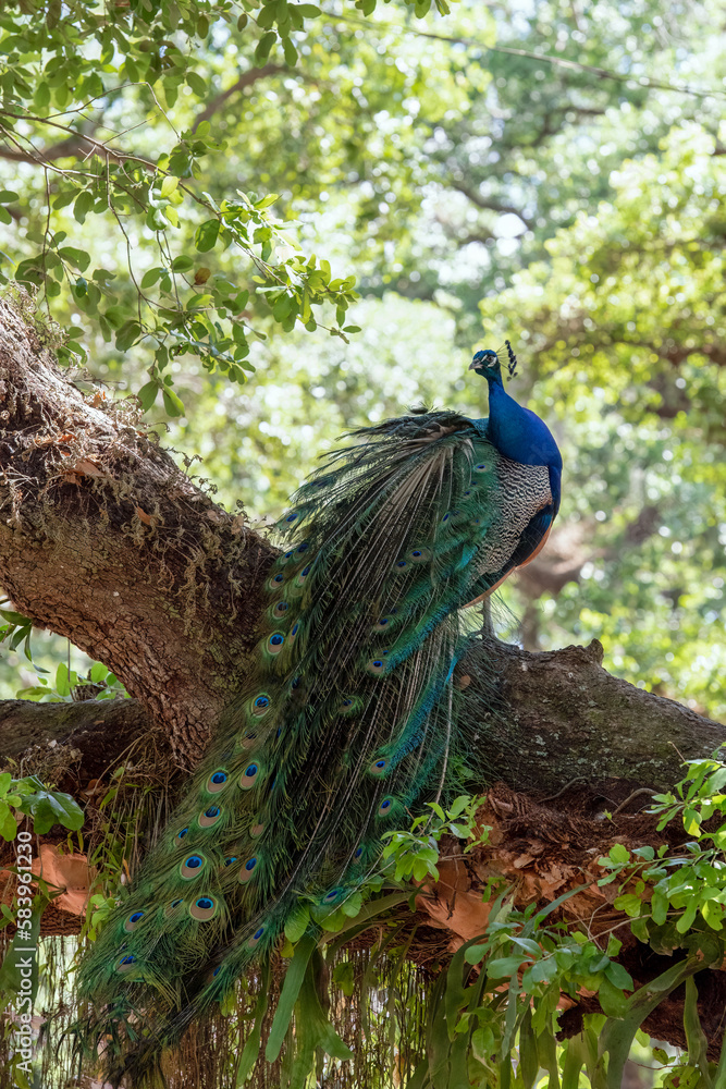 Naklejka premium Peacock perched on a tree in the forest.