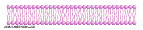Phospholipid Bilayer Structure - Single Layer - Medical Vector Illustration.
