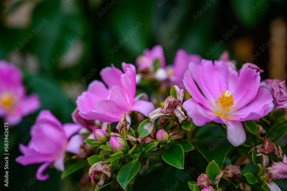 Closeup of purple Rhodocactus grandifolius flowers growing with green leaves