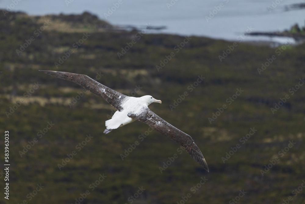 Fototapeta premium Southern royal albatross (Diomedea epomophora)