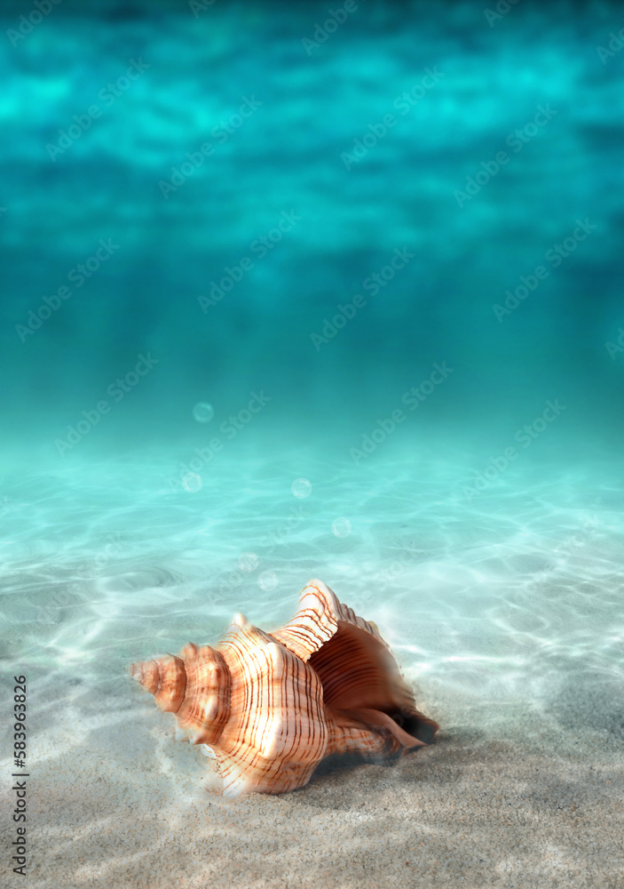 Seashell Water Seashell on the summer beach in sea water. Underwater ocean background ...