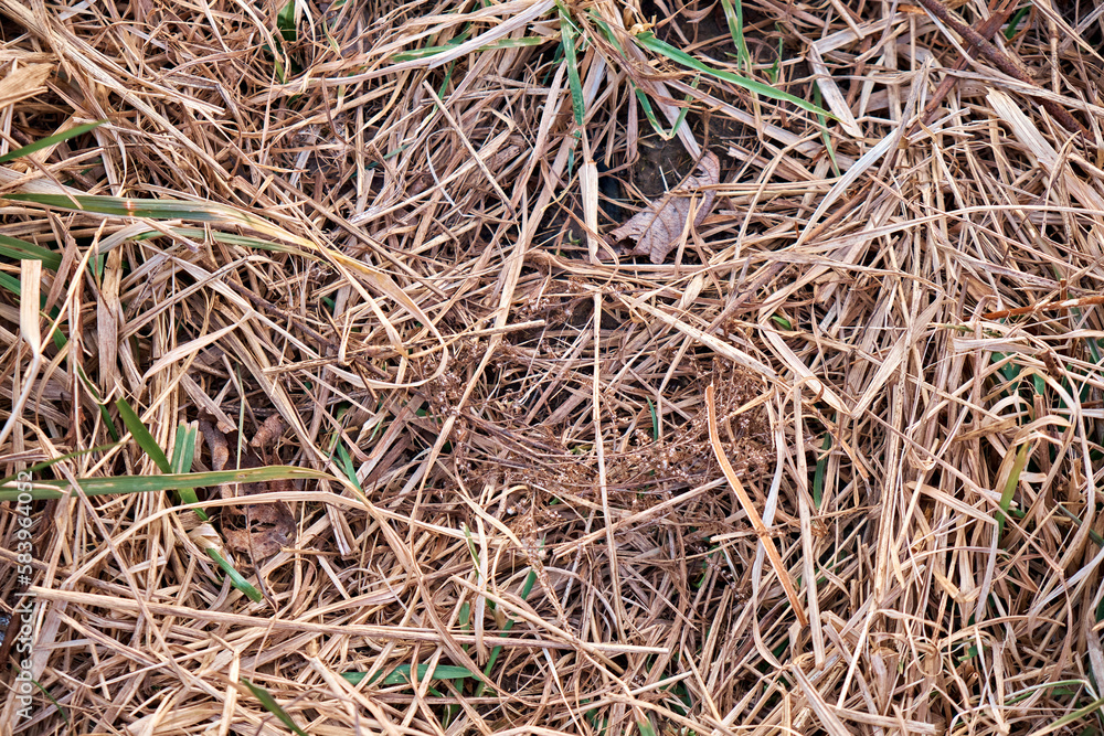 Last year's dry grass that overwintered.. Early spring. Up close Last year's dry grass that overwintered.. Early spring. Up close