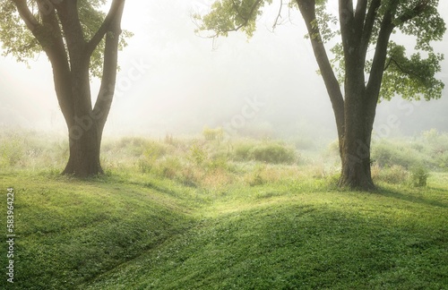 Scenic view of a green tree in Champions Park in Louisville, Kentucky at a foggy sunrise