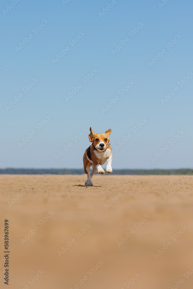 beagle dog runs on seashore against blue sky. pet is playing and having fun outdoors. workout jogging on beach. cute pooch jumps and frolics. fitness classes with a retriever, hunting hound