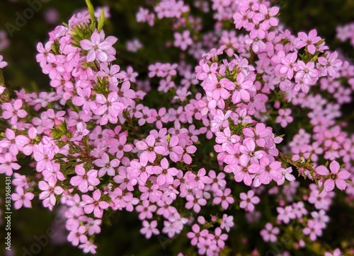 pink coleonema  sunset gold  flowers in the garden