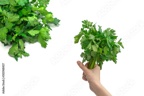 A bunch of parsley in woman hand isolated on white background.