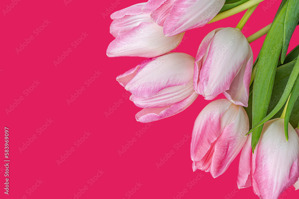 white pink tulips on a fuchsia background