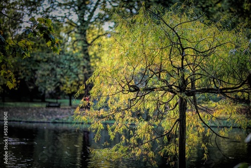 Beautiful leafy trees of St James's park in Westminster, central London over a small lake