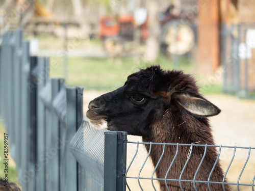 alpaca negra y marrón con la cabeza apoyada en una valla  photo