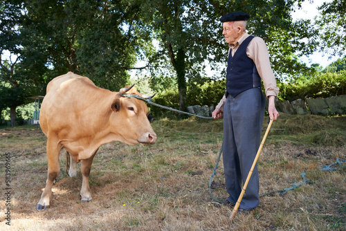 Grandfather looking tenderly at a blonde Galician breed cow. Senior grandfather standing in a pasture in the countryside carrying his cow by a rope.