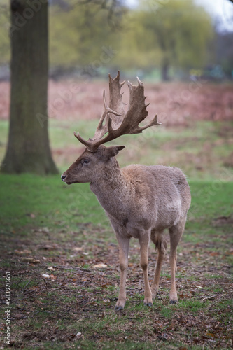 I may be small but I do have big antlers © Kevin
